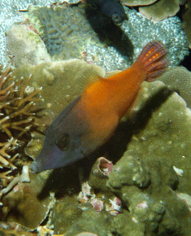 Pervagor melanocephalus